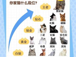 十大名贵猫排行榜：奢华之选，尽在前十名猫之列