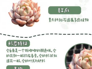 皇家共享小公主多肉的养护技巧：让你的多肉植物绽放美丽