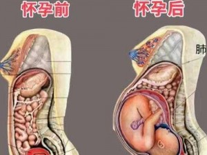 性孕交大肚子孕妇、性孕交过程中，大肚子孕妇能否承受得起？