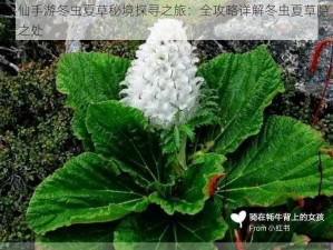 寻仙手游冬虫夏草秘境探寻之旅：全攻略详解冬虫夏草隐匿之处