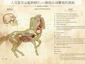 人马是怎么配的种？——探究人马繁殖的奥秘