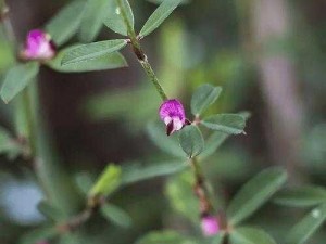 野花视频在线全集(野花视频在线全集，高清无码，免费观看)