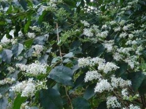 浓精浇灌小白花和普通版对比-浓精浇灌小白花和普通版有什么不同？