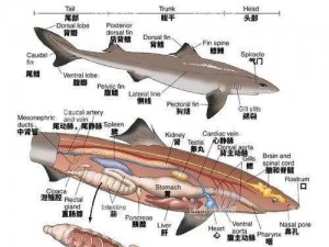 食人鲨迁移路径揭秘：探索鲨鱼如何通过不同方式到达其他海域