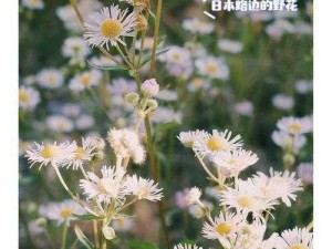 野花社区日本最新免费，无广告骚扰，尽享纯净观影体验