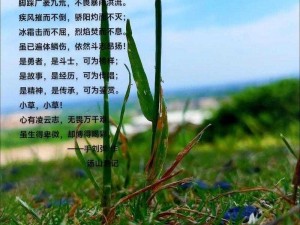 小草2023回家不迷路【小草 2023：回家路上不迷路的实用指南】