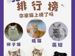 猫之城SSR强度排行榜全新发布：一览顶尖角色实力排行，猫咪战士战力巅峰评测