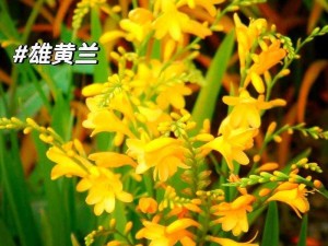 huangsemanhua 黄桑马兰花为什么如此珍贵？