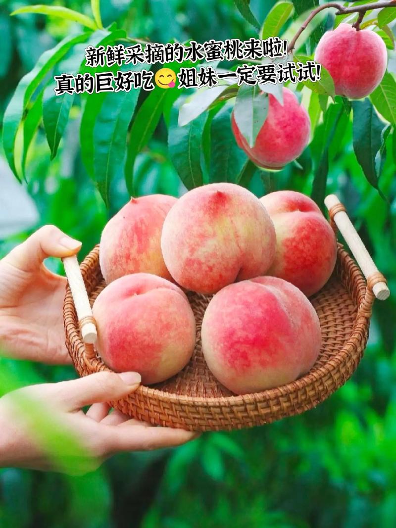 鲜美多汁的蜜桃，就在蜜桃专区入口处等你