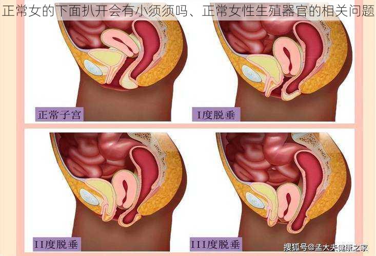 正常女的下面扒开会有小须须吗、正常女性生殖器官的相关问题