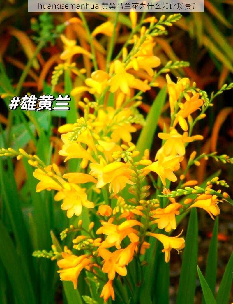 huangsemanhua 黄桑马兰花为什么如此珍贵？