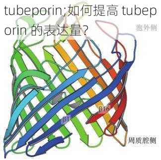 tubeporin;如何提高 tubeporin 的表达量？