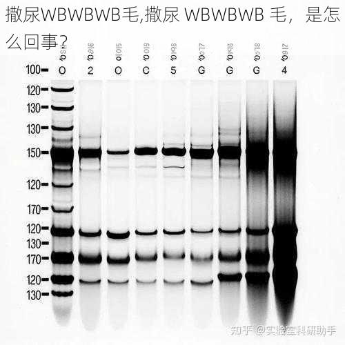 撒尿WBWBWB毛,撒尿 WBWBWB 毛，是怎么回事？