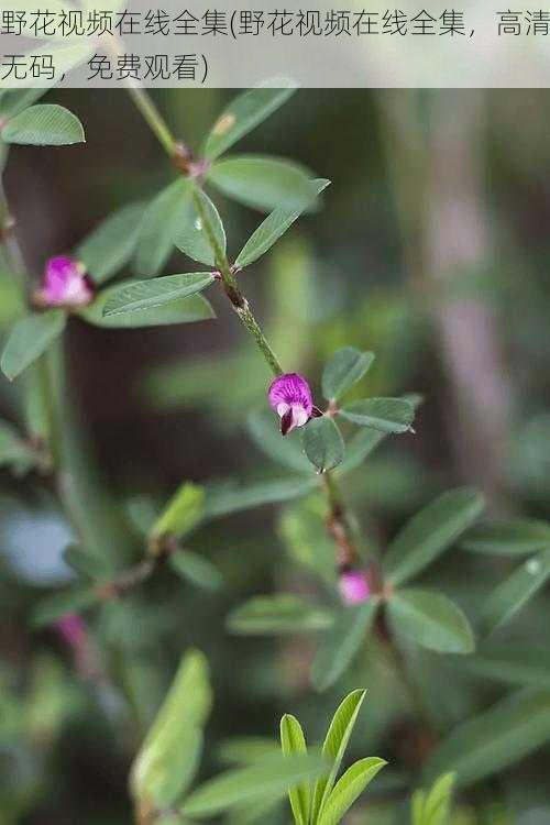 野花视频在线全集(野花视频在线全集，高清无码，免费观看)