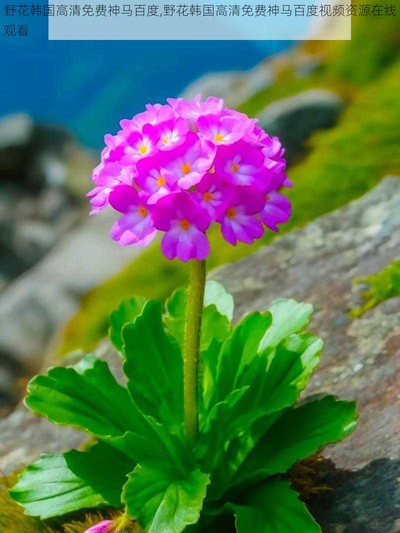 野花韩国高清免费神马百度,野花韩国高清免费神马百度视频资源在线观看