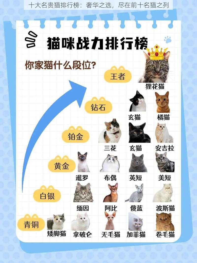 十大名贵猫排行榜：奢华之选，尽在前十名猫之列