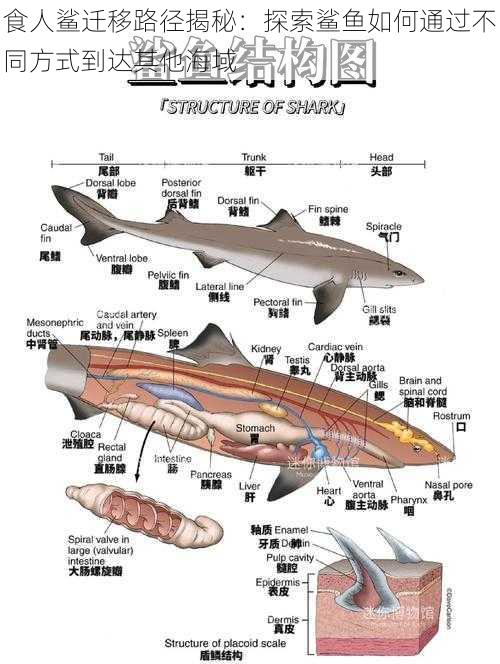 食人鲨迁移路径揭秘：探索鲨鱼如何通过不同方式到达其他海域