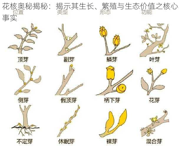 花核奥秘揭秘：揭示其生长、繁殖与生态价值之核心事实